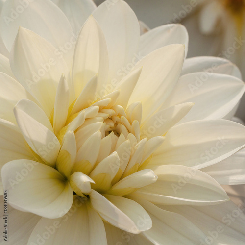 beautiful bright white dahlia flower