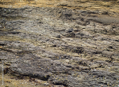 barnacles on shale and sandstone wall by the ocean
