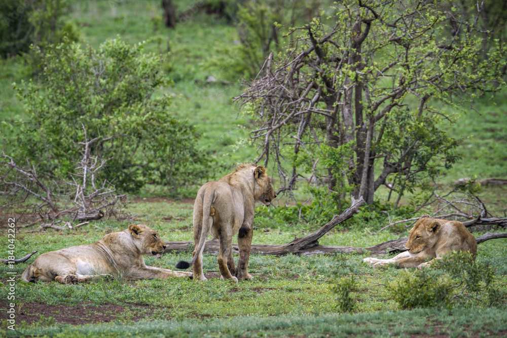 African lion in Kruger National park, South Africa African lion in Kruger National park, South Africa