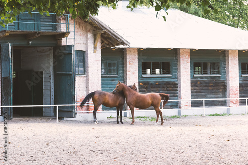 pair of two embracing brown horses in stud farm, Janow Podlaski in Poland 