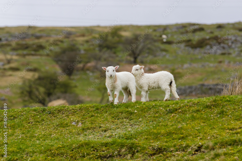 A pair of Welsh mountain sheep lambs on a wild and rugged mountainous pasture in rural Bala North Wales A pair of Welsh mountain sheep lambs on a wild and rugged mountainous pasture in rural Bala North Wales