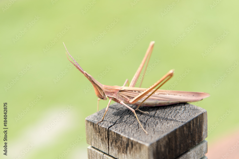 ショウリョウバッタ 褐色型 Stock 写真 Adobe Stock