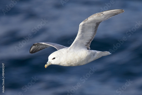 Northern Fulmar (Fulmarus glacialis) flying over the sea off Iceland.