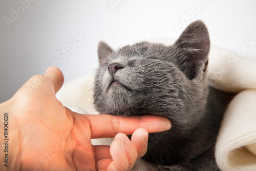 Fototapeta Naklejka Na Ścianę i Meble -  stroking the gray kitten wrapped in a blanket, smoky cat in a blanket on a gray background