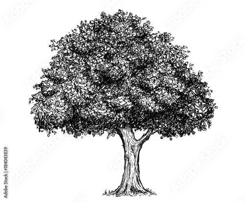 Vector Hand Drawing Drawn Tree