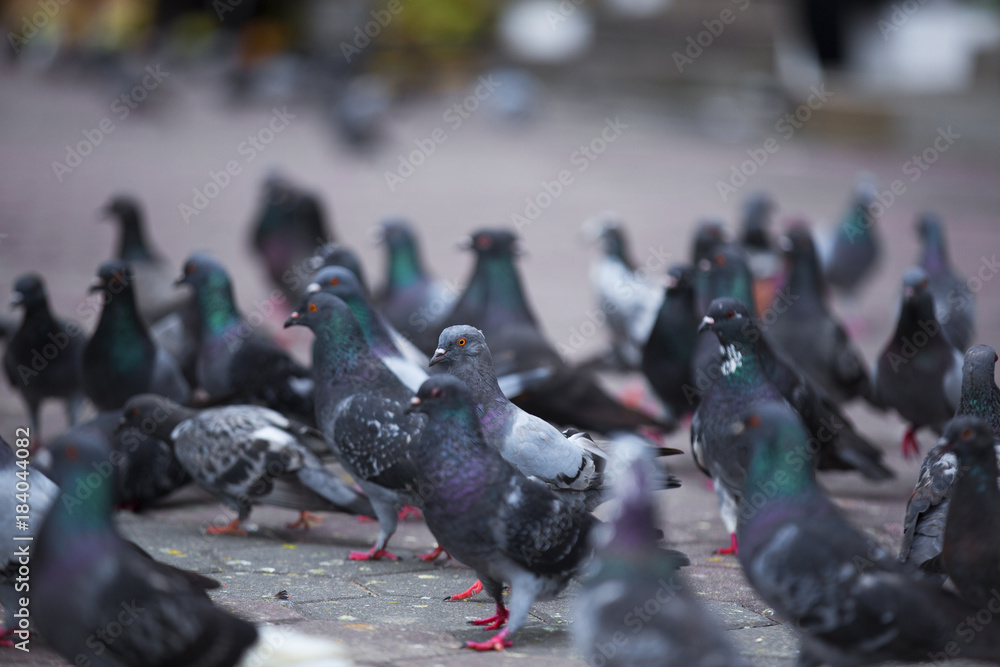 Fototapeta premium Pigeons of Malaysia