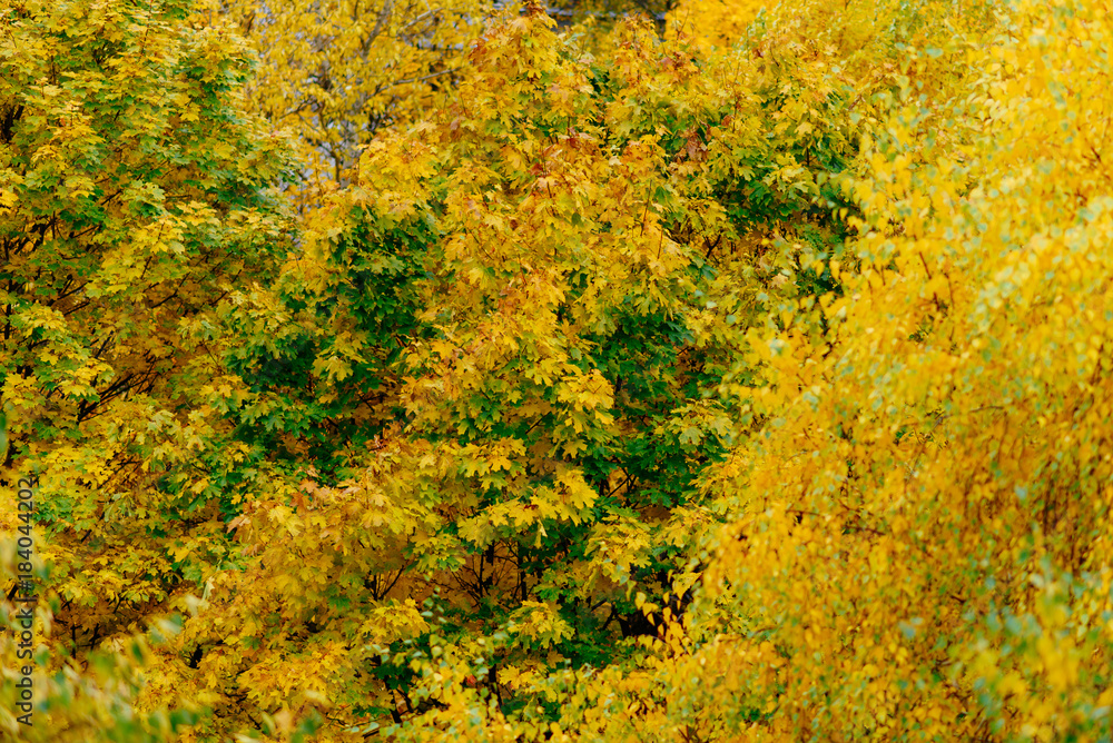 autumn landscape in a Park in Moscow autumn landscape in a Park in Moscow