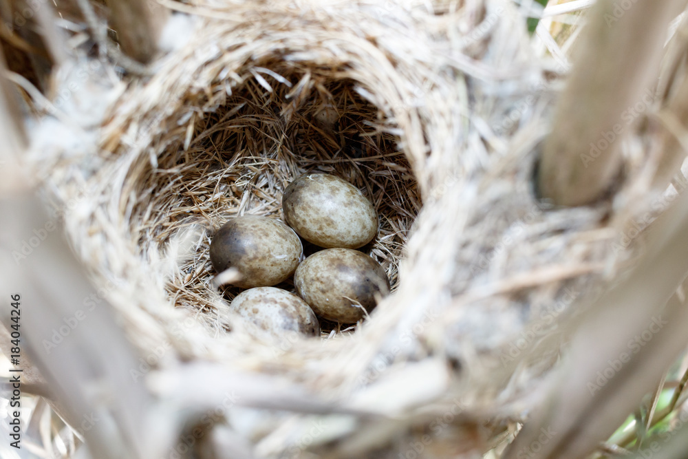 Acrocephalus agricola. The nest of the Paddyfield Warbler in nature. Acrocephalus agricola. The nest of the Paddyfield Warbler in nature.