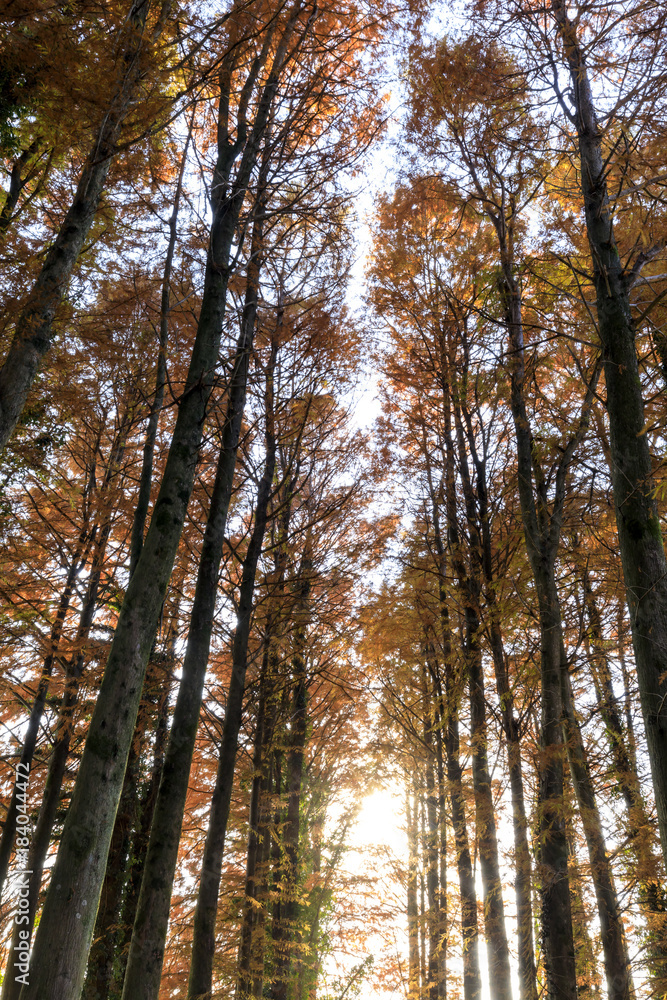 Fototapeta premium メタセの杜