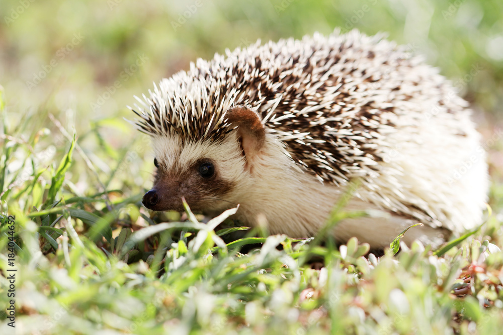Naklejka premium African white- bellied hedgehog