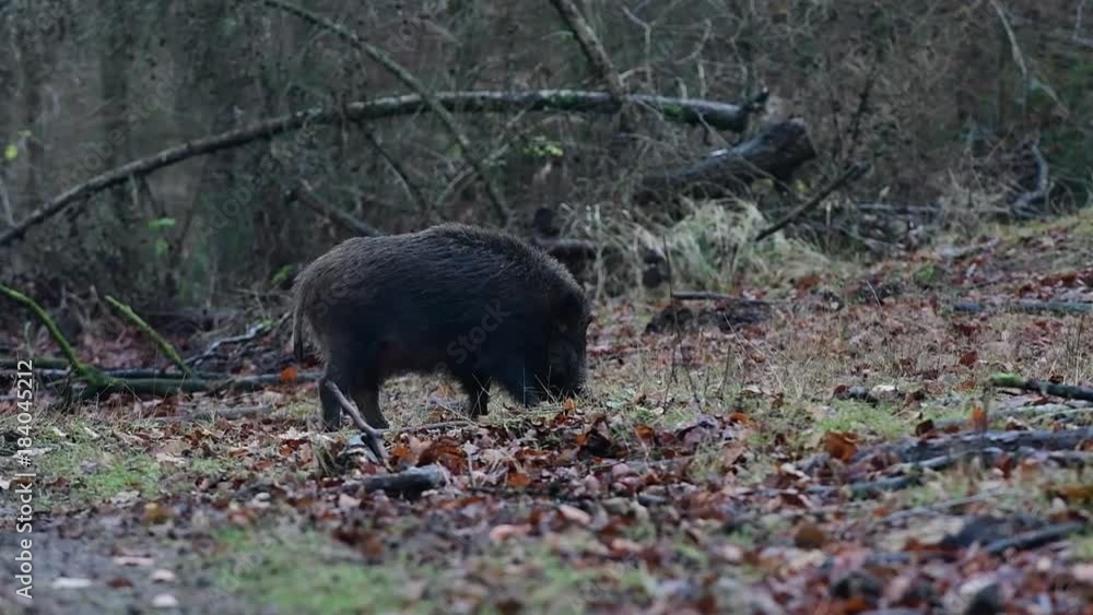Wildschwein im Wald, Schwarzwild, Dezember, (Sus scrofa)
Wildschwein im Wald, Schwarzwild, Dezember, (Sus scrofa)