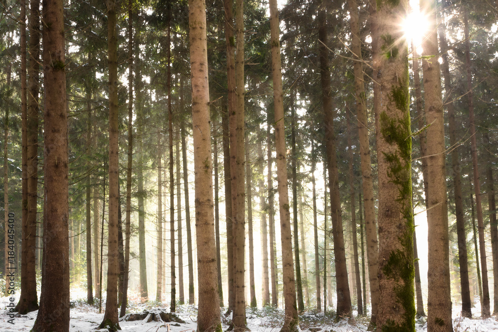 Fototapeta premium sunlit forest in the winter