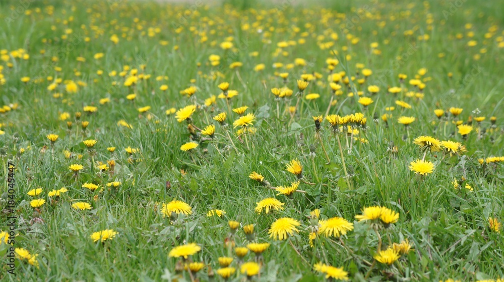 Yellow Flowers Yellow Flowers