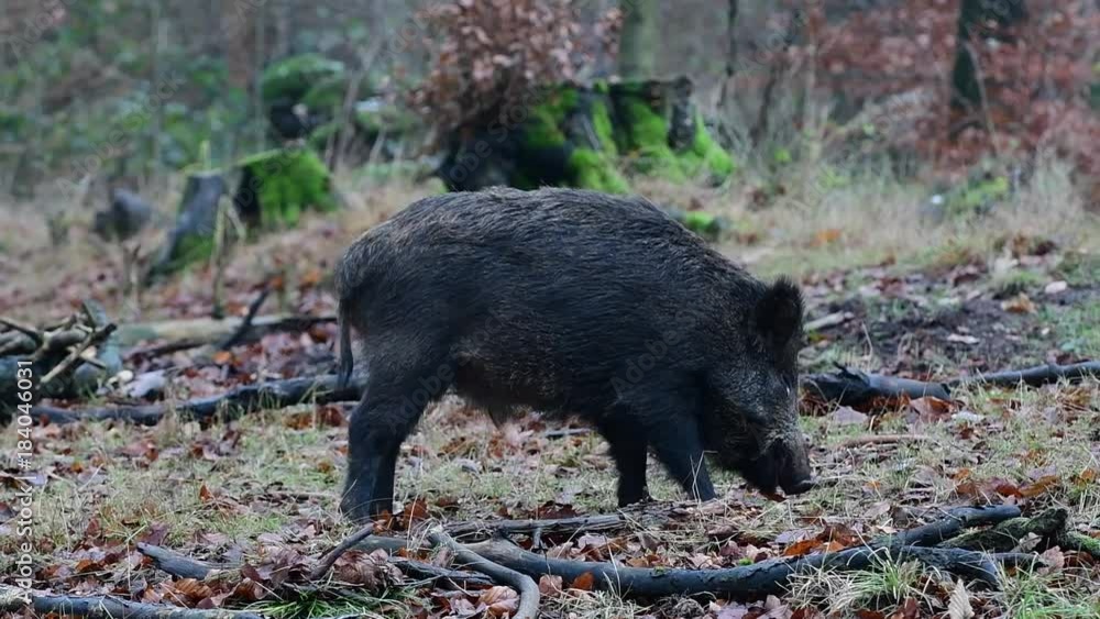 Wildschwein beim fressen im Wald, Schwarzwild, Dezember, (Sus scrofa) Wildschwein beim fressen im Wald, Schwarzwild, Dezember, (Sus scrofa)