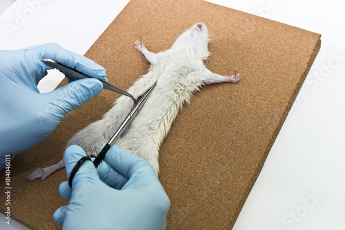Rat anatomy on the dissection tray  photo