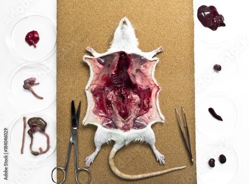 Rat anatomy on the dissection tray 