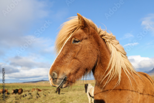Icelandic horse on a grass field © EvrenKalinbacak