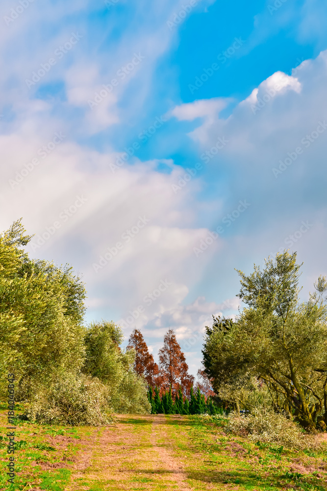 岡山県牛窓のオリーブ園のオリーブのある風景