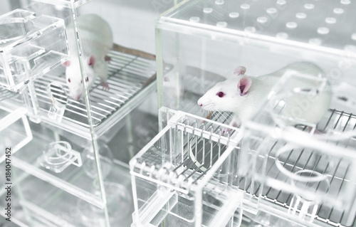 Animal experiments for urine collection using white rats in metabolic cages