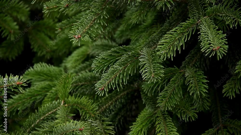 Evergreen Christmas tree full frame
Evergreen Christmas tree full frame