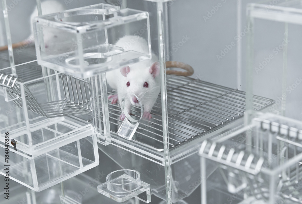 Animal experiments for urine collection using white rats in metabolic