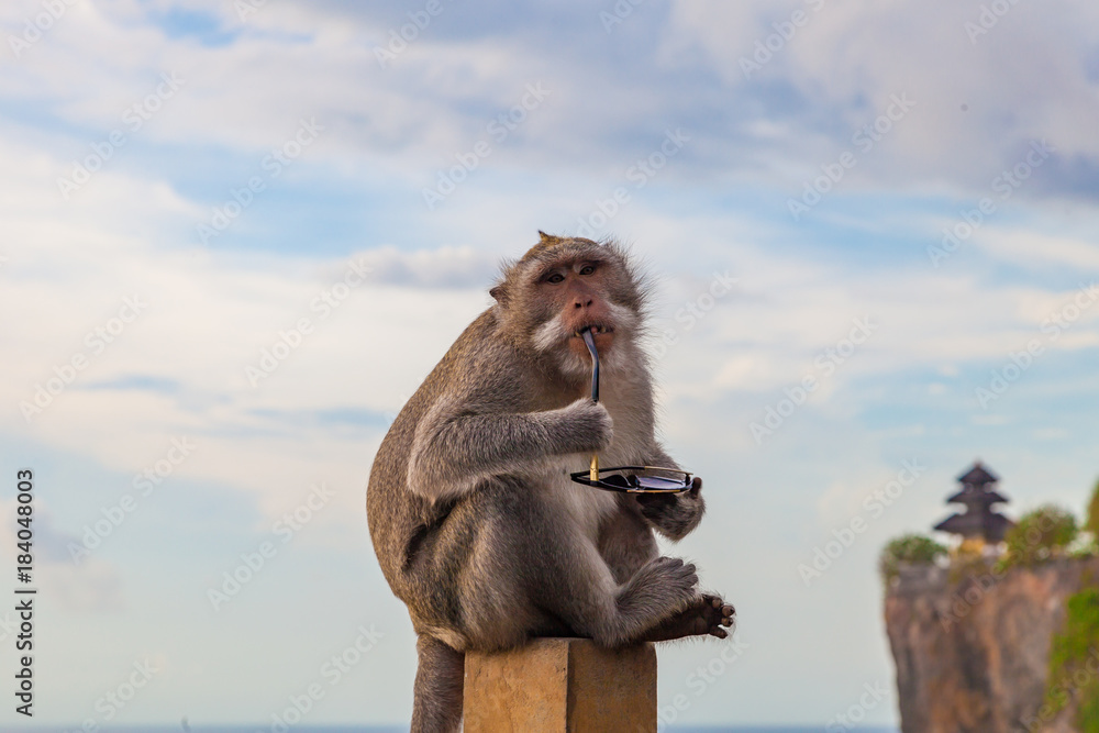 Monkey with stolen sun glasses at the temple of Uluwatu, Bali island, Indonesia