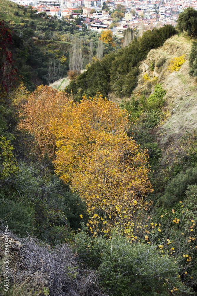 Colorful trees in the valley