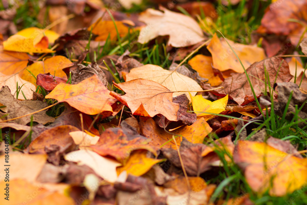 fallen leaves on grass fallen leaves on grass