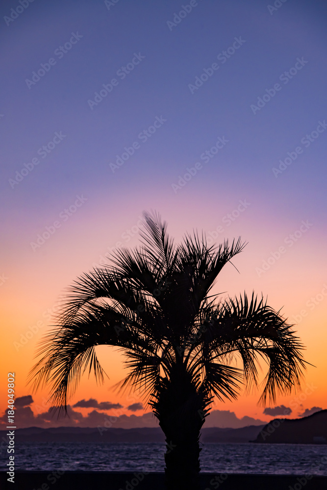 椰子の木のシルエットと夕日