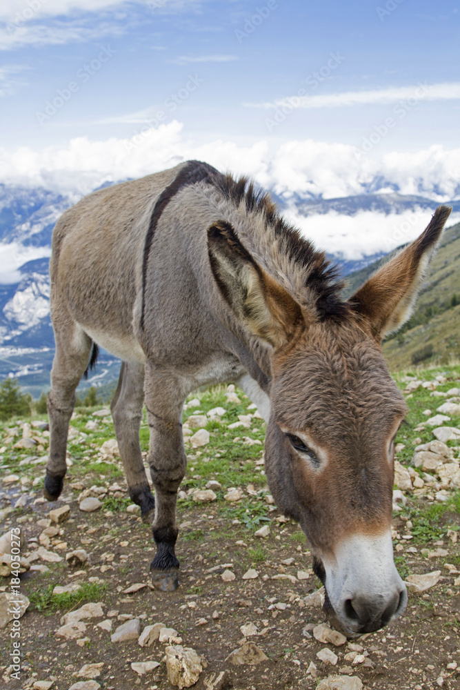 Esel auf einer Bergwiese im Trentino Esel auf einer Bergwiese im Trentino