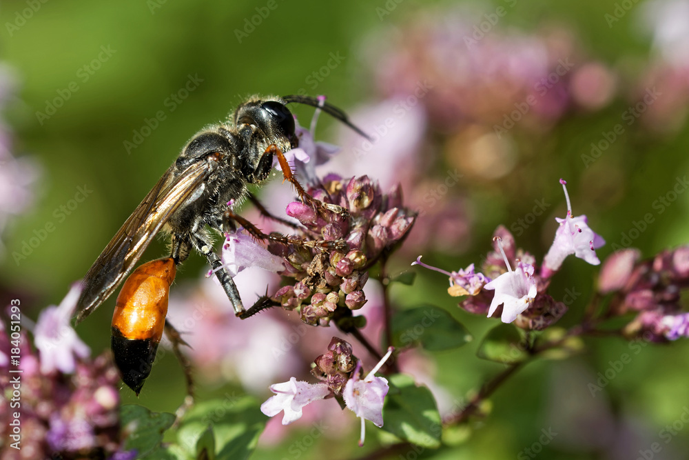Fototapeta premium gemeine sandwespe