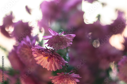 Blossoming dahlias with blurred background in sunlight.