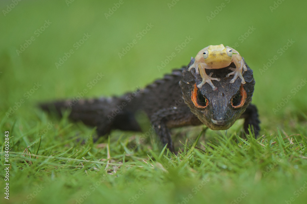 Obraz premium Croc Skink and Golden Frog