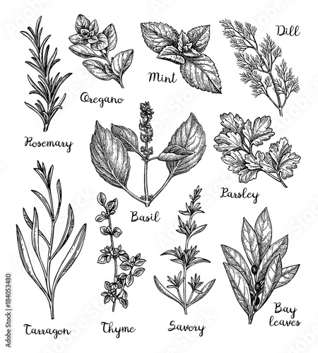 Herbs sketch set.