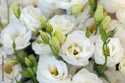 Fototapeta Naklejka Na Ścianę i Meble -  White beautiful Eustoma flowers , Lisianthus, tulip gentian, eustomas. Full frame background.