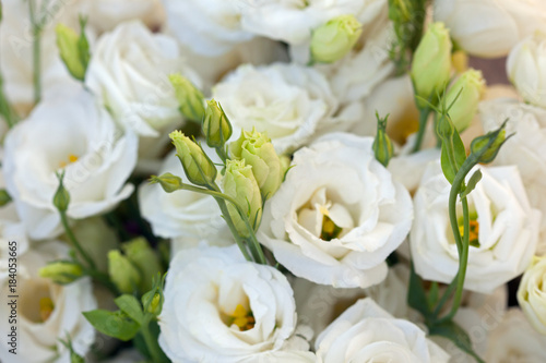 White beautiful Eustoma flowers , Lisianthus, tulip gentian, eustomas. Full frame background. photo