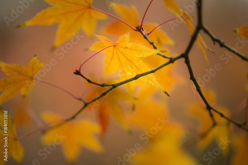 Maple tree, acer palmatum, with winged seeds. © alessandrozocc