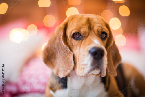 cute dog in the christmas lights