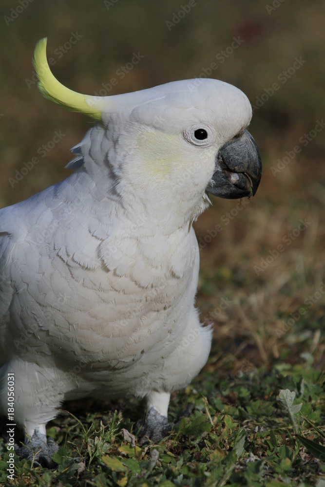 Upright picture of wild white cockatoo on ground Upright picture of wild white cockatoo on ground