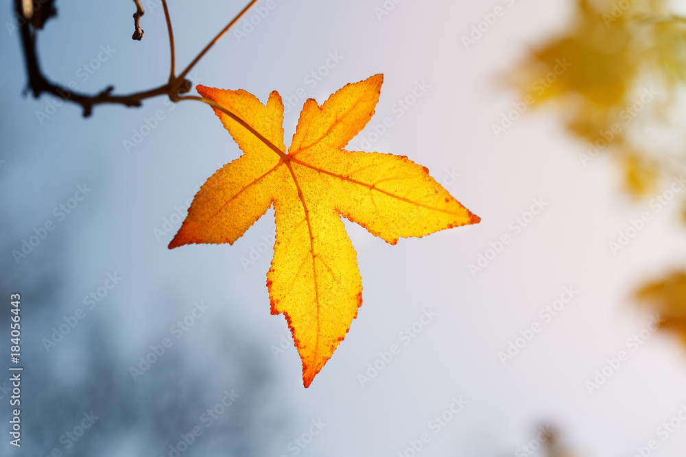 Autumn leaf, old orange maple leaves, dry foliage of trees, soft focus, autumn season, a change of nature, bright soft sunlight