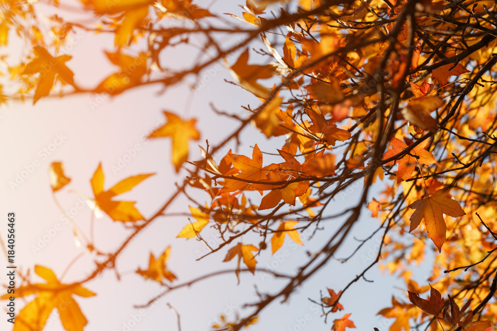Autumn foliage, old orange maple leaves, dry foliage of trees, soft focus, autumn season, nature change, bright soft sunlight Autumn foliage, old orange maple leaves, dry foliage of trees, soft focus, autumn season, nature change, bright soft sunlight