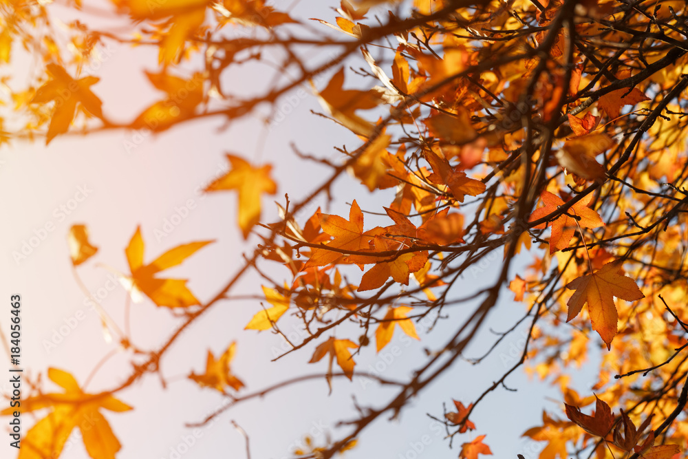 Autumn foliage, old orange maple leaves, dry foliage of trees, soft focus, autumn season, nature change, bright soft sunlight