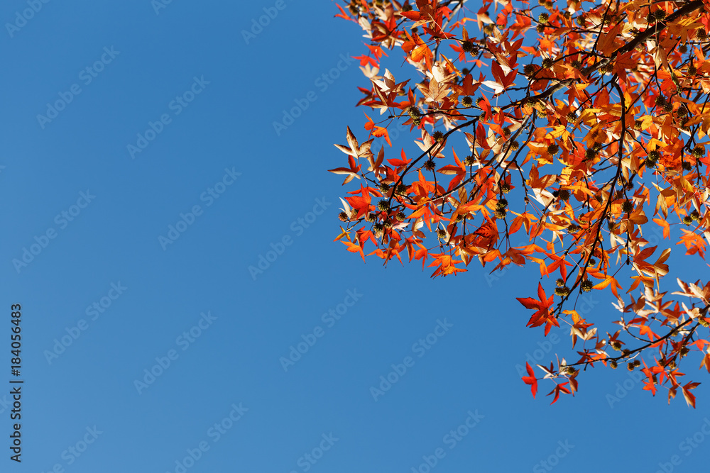 Autumn foliage, old orange maple leaves, dry foliage of trees, soft focus, autumn season, nature change, bright soft sunlight Autumn foliage, old orange maple leaves, dry foliage of trees, soft focus, autumn season, nature change, bright soft sunlight