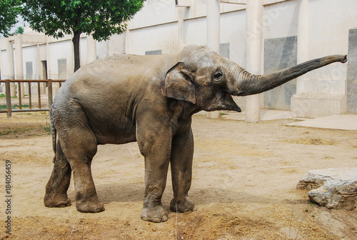 Baby Indian elephant calling his mother with raised trunk