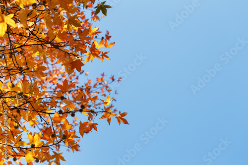 Autumn foliage, old orange maple leaves, dry foliage of trees, soft focus, autumn season, nature change, bright soft sunlight