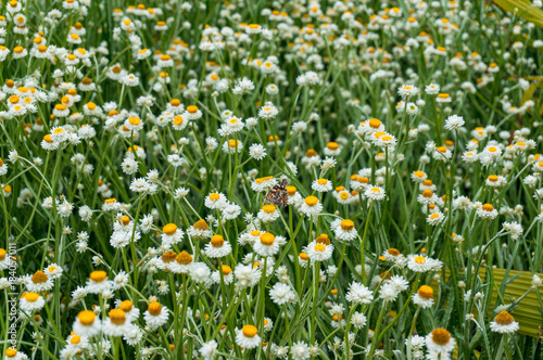 White and yellow chamomile flowers on a field, meadow