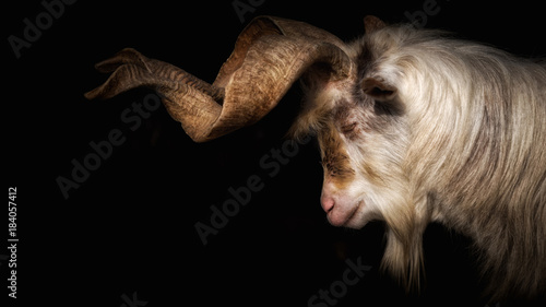 Goat with long horns in front of black background
