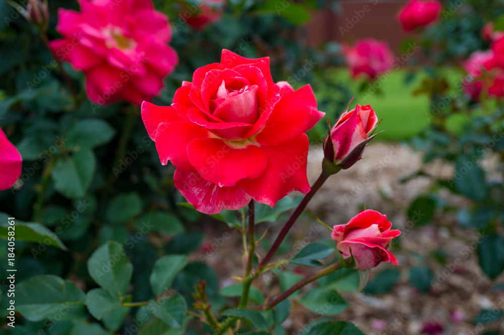 Vivid red roses on the flowerbed nature background