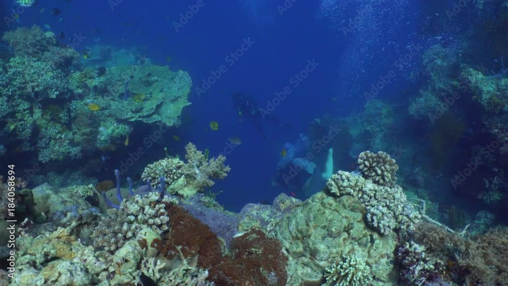 Fish and coral reef. Dive, underwater world, corals and tropical fish. Bali,Indonesia. Diving and snorkeling in the tropical sea. Wonderful and beautiful underwater world with corals and tropical fish Fish and coral reef. Dive, underwater world, corals and tropical fish. Bali,Indonesia. Diving and snorkeling in the tropical sea. Wonderful and beautiful underwater world with corals and tropical fish