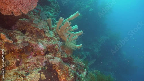 Wallpaper Mural Fish and coral reef. Dive, underwater world, corals and tropical fish. Bali,Indonesia. Diving and snorkeling in the tropical sea. Wonderful and beautiful underwater world with corals and tropical fish Torontodigital.ca